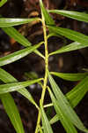 Arkansas ironweed